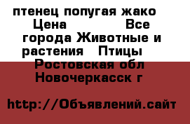 птенец попугая жако  › Цена ­ 60 000 - Все города Животные и растения » Птицы   . Ростовская обл.,Новочеркасск г.